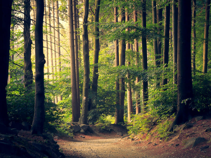 What is Lorem Ipsum?