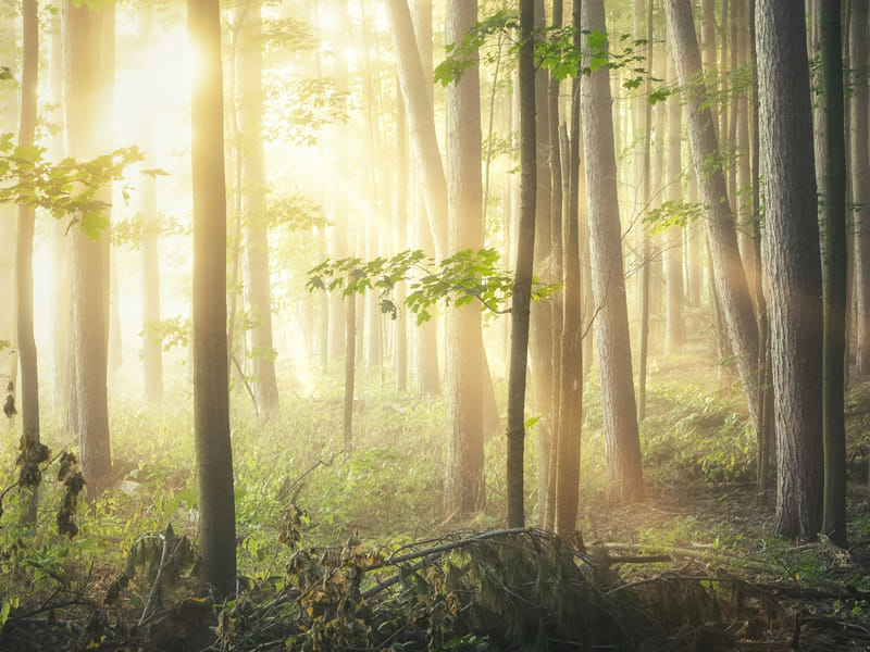 What is Lorem Ipsum?